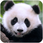 The Panda熊猫模拟器手游1.1.1 安卓版无限资源